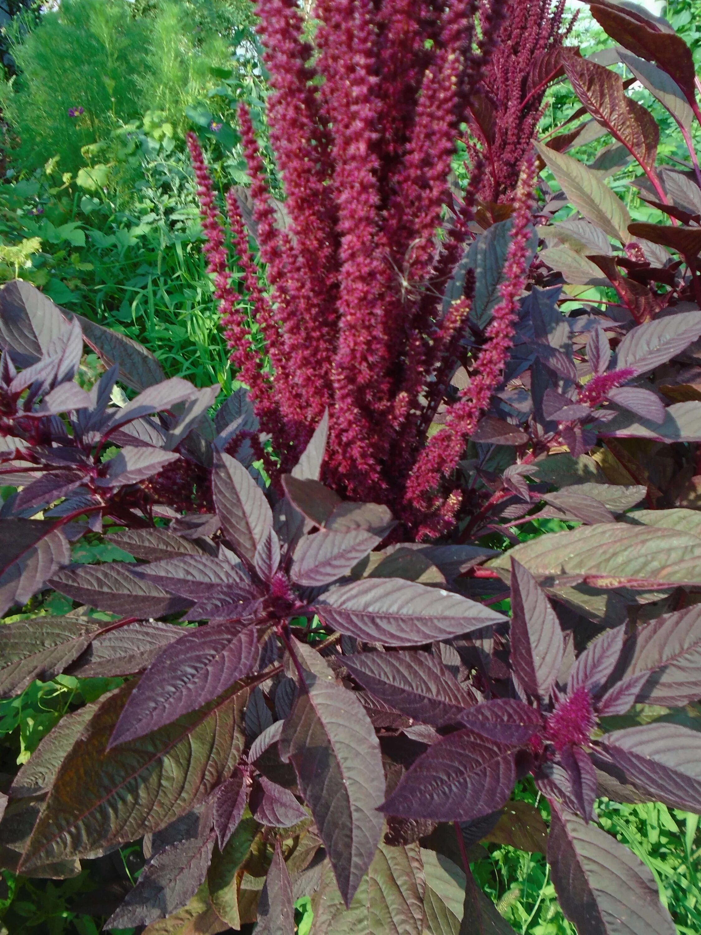 Цветок амарант вишневый бархат. Амарант метельчатый бордовый. Амарант растение вишневый бархат. Амарант вишневый бархат. Цветок амарант вишневый.