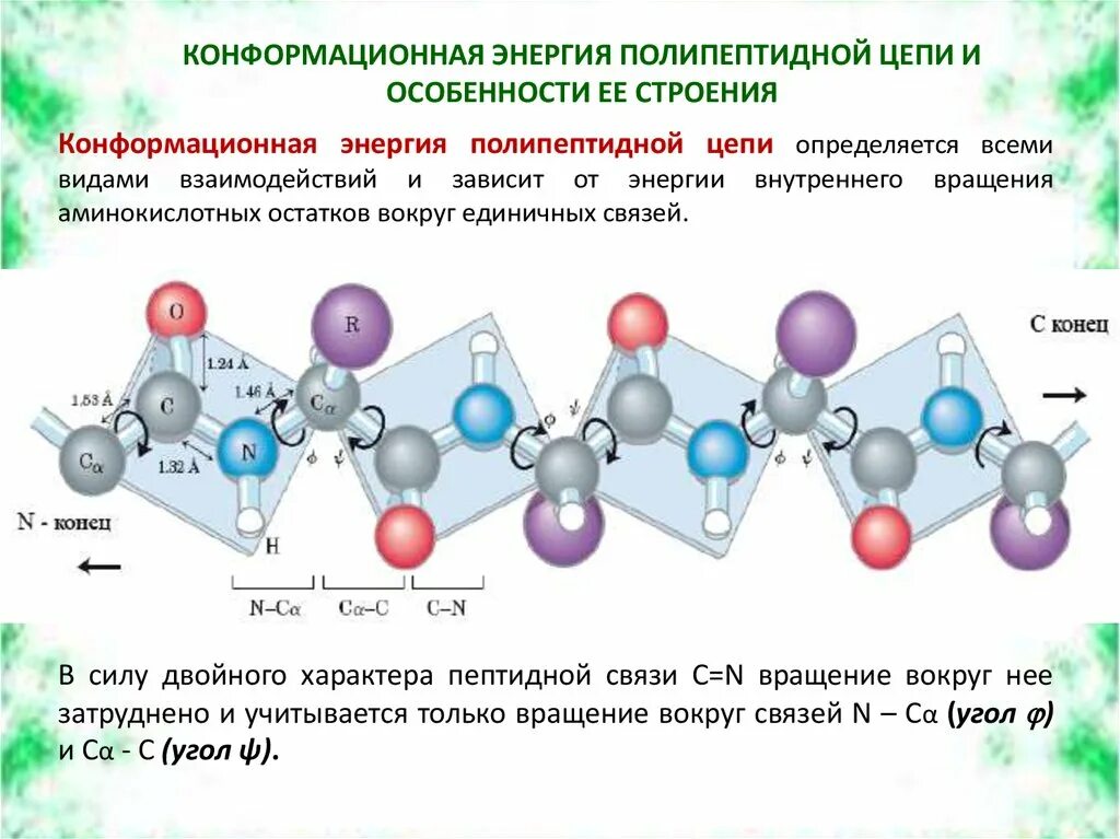 Конформации цепи. Структура полипептидной цепи. Конформационная энергия полипептидной цепи. Конформация полипептидной цепи. Конформация и конфигурация полипептидных цепей белков.