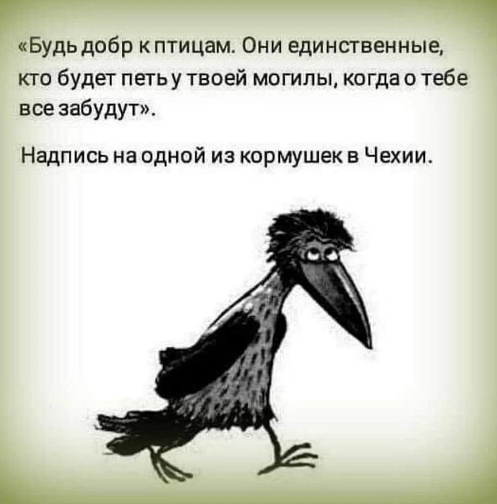 Будь добр к птицам они единственные кто будет петь. Будь добр к птицам они единственные кто будет петь у твоей могилы. Кстати о птичках анекдот. Цитаты про птиц. Я вою я пою