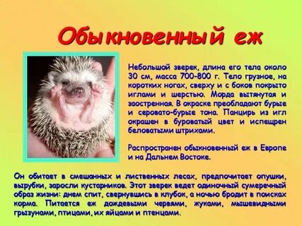 Рассказ о животном 4 класс окружающий мир