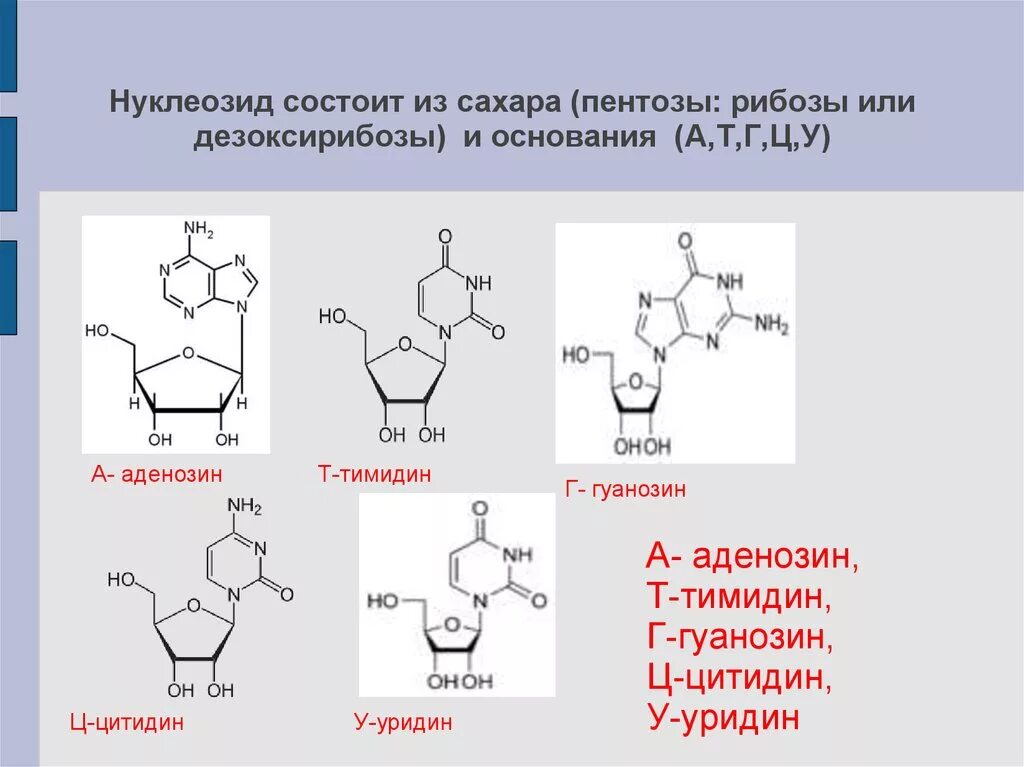 Л к п состоит из. Уридин и гуанозин. Тимидин цитидин. Гуанозин и тимидин. Уридин тимидин цитидин.