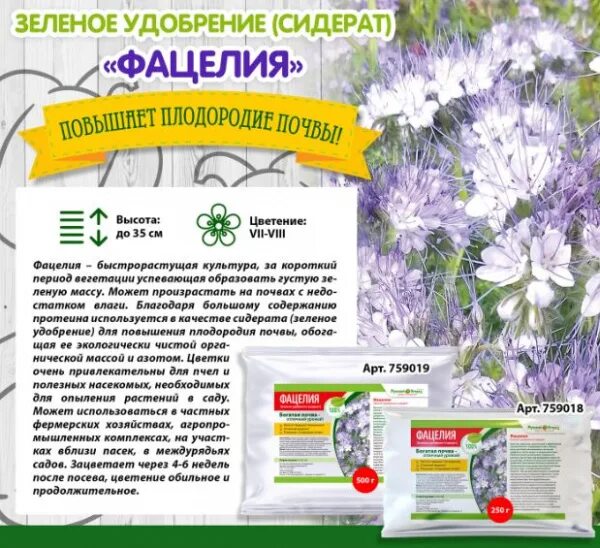 Сидерат фацелия достоинства и недостатки. Фацелия сидерат. фацелия садовита. сидераты для огорода фацелия. фацелия сидерат на клумбе.