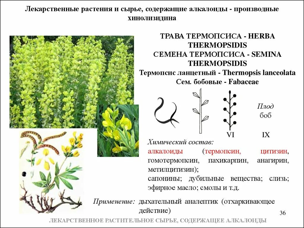 Термопсис ланцетный семена. Термопсис ланцетный ЛРС. Травы содержащие алкалоиды. Лекарственное сырье содержащее алкалоиды. Сырье каких лекарственных растений