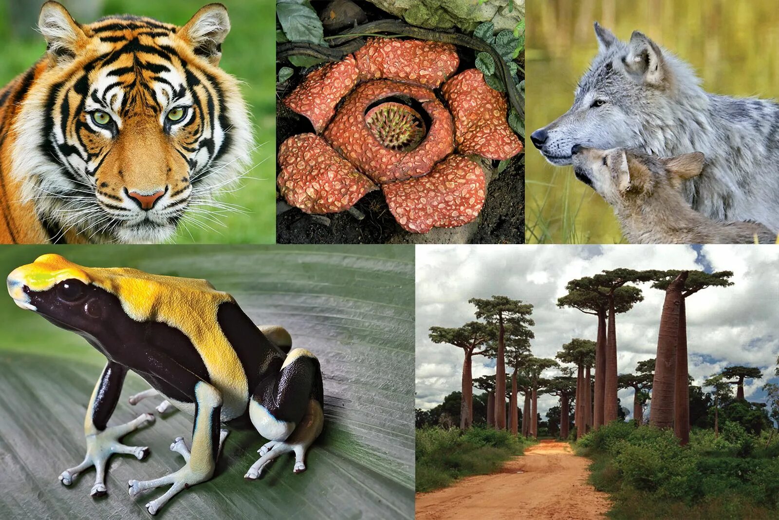 Release reduce adopt reusable endangered species. Endangered animals and Plants. Endangered animals and Plants (вымирающие виды животных и растений нашей страны). Endangered species of Plants. Endangered animals кластер.