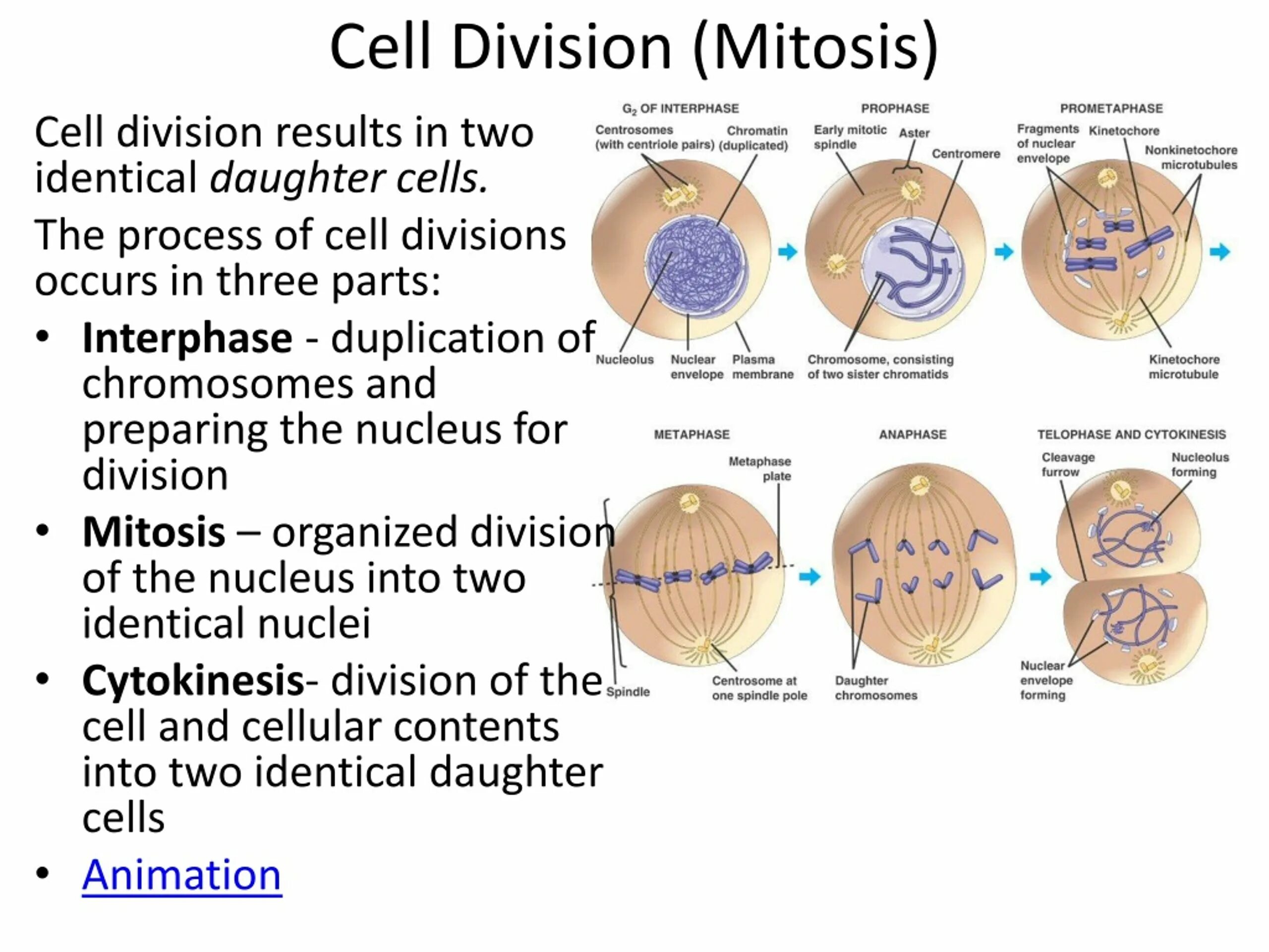 Div cell. Mitosis interphase. cell division. cell mitosis. cell division process.