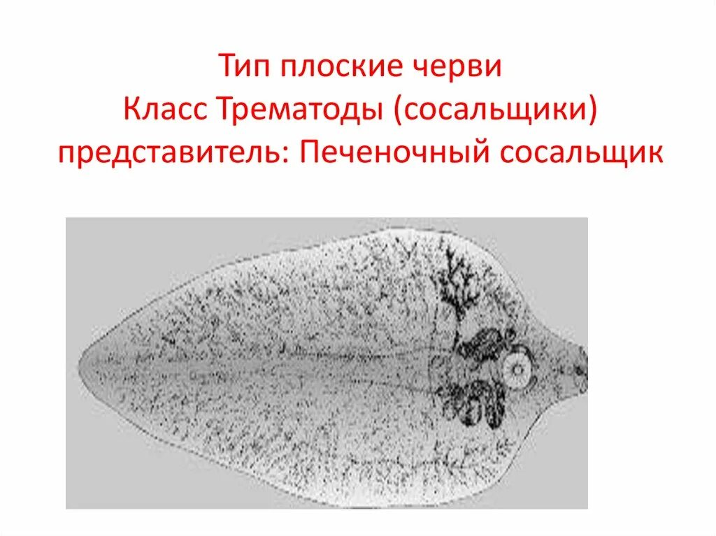 Печеночный сосальщик впр. Трематоды представители. Тип плоские черви. Тип плоские черви сосальщики. Печеночный сосальщик латынь.