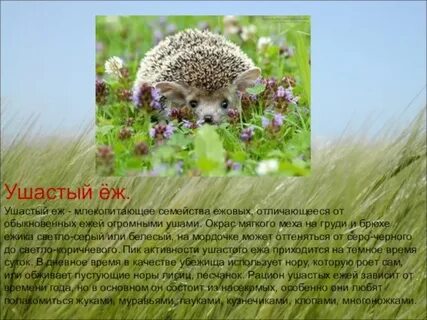 Ушастый еж красная книга краткое