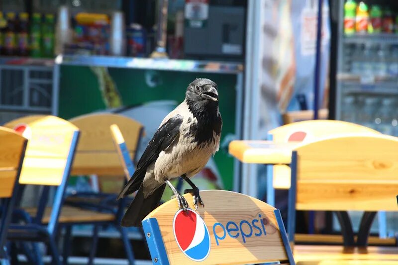 Crow get