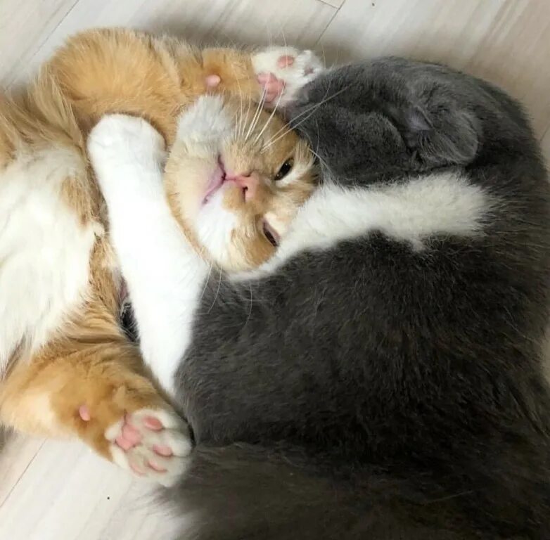 Кусь. Куськонг. Кусь надпись. Кусь кусь кусь. Кусь.