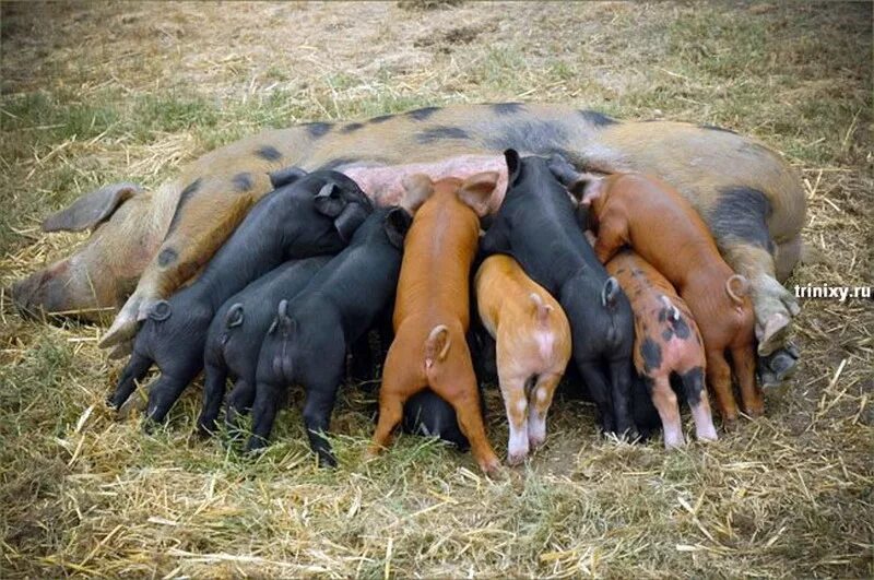 Млекопитающие с детенышами. Млекопитающие вскармливают детенышей молоком. Теленок. Млекопитающие которые кормят своих детенышей молоком. Выкармливание детенышей млекопитающих.