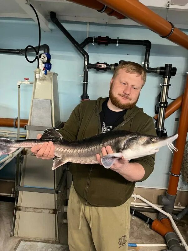 осетровая ферма воронеж. осетровая ферма воронеж. осетровая ферма астрахань. осетровая ферма воронежская область бабяково. осетровая ферма воронеж.