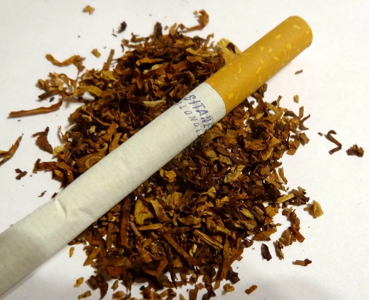 Табачный лист. Самосад сигареты. Прессованный табачный лист. Сигареты в листе табака. Мактабак ру заказать