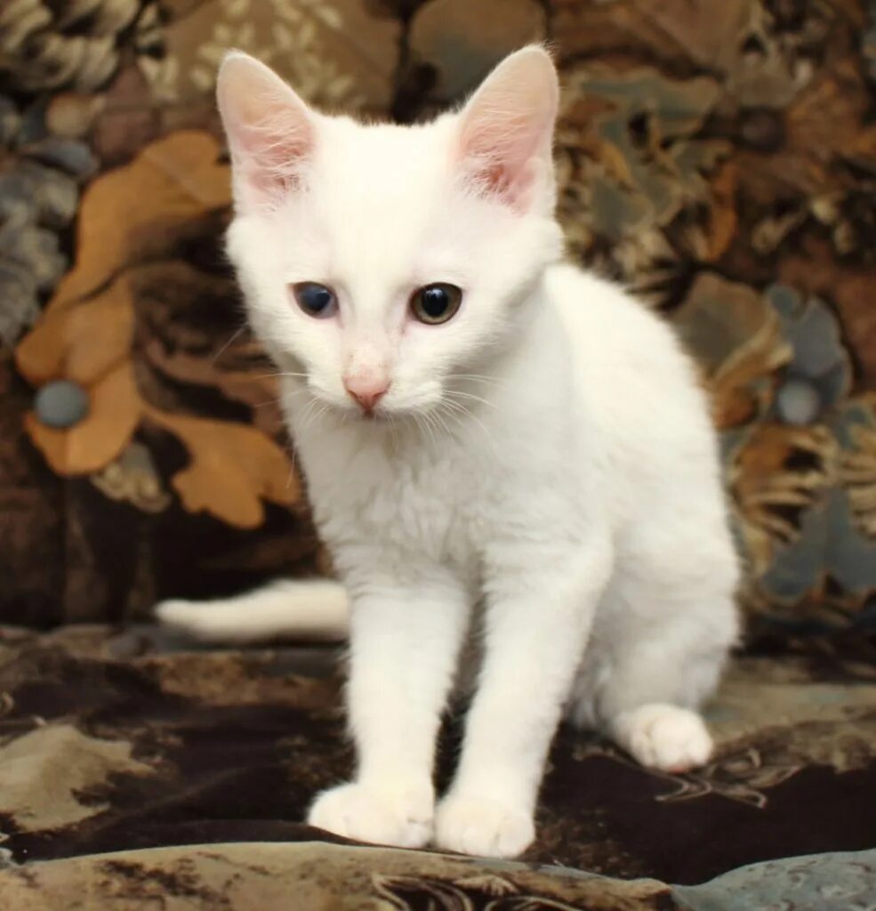 Купить кошку россия. Европейский короткошерстный кот белый. Европейская короткошерстная кошка белая. Белый котенок короткошерстный. Белые короткошерстные коты.