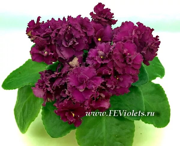 фиалка АВ-Богема сп - Land Flowers