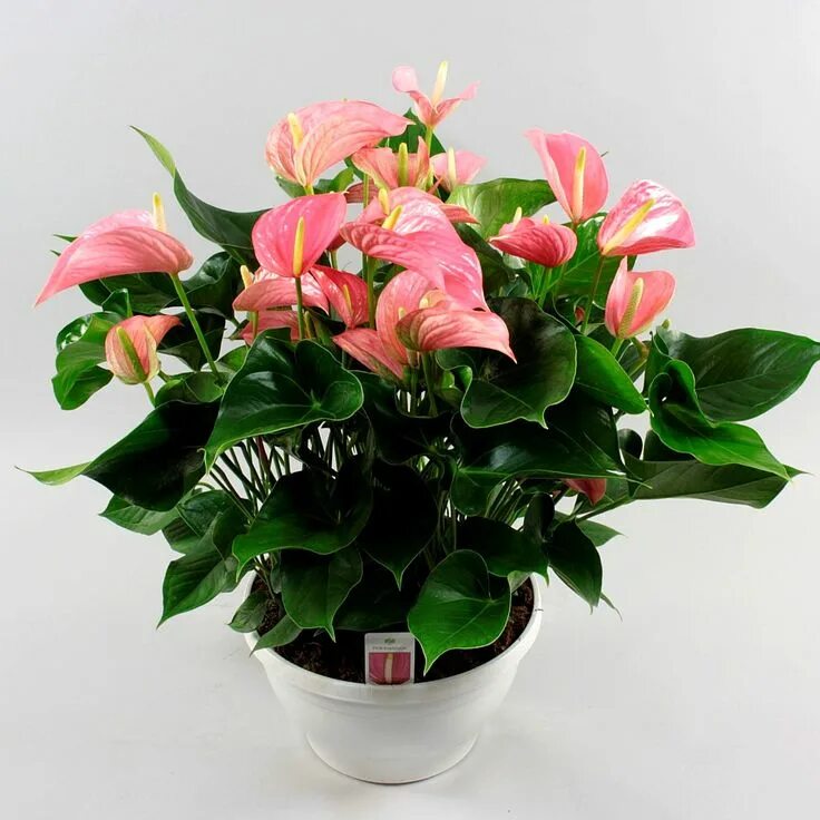 Anthurium andreanum 'Lilli' Ø 7 см