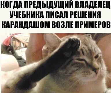 мем кот отдает честь: 1 тыс изображений найдено в Яндекс Картинках