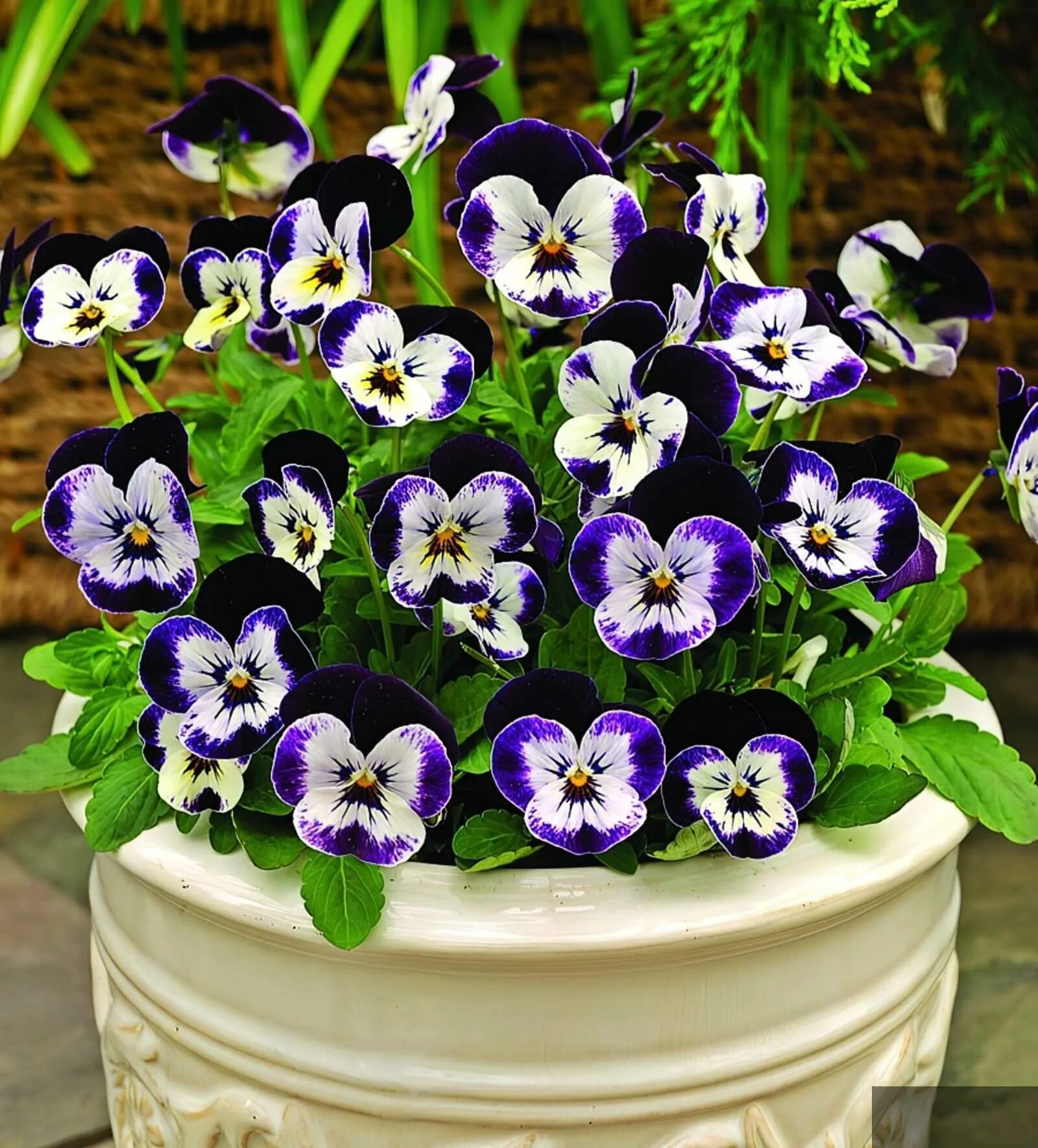 Анютины глазки условия выращивания. Виола рогатая пенни. Виола рогатая (Viola cornuta) "Penny f1" (Purple Picotee). Виола рогатая квиктайм. Виола рогатая cornuta.