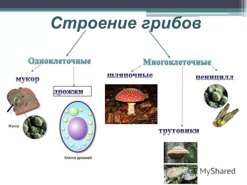 Грибы особая группа организмов