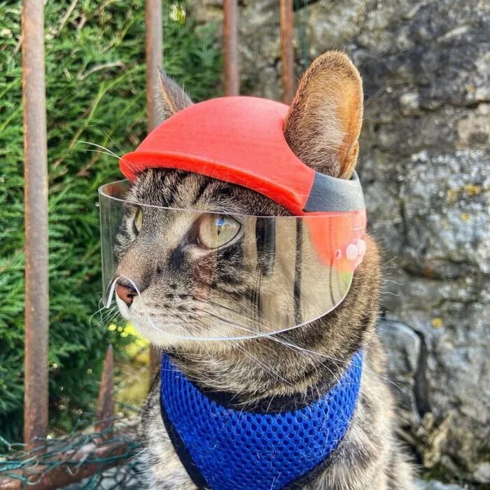 Кот в каске. Кот в шлеме. Каски для котов. Кот в строительной каске. His cat likes