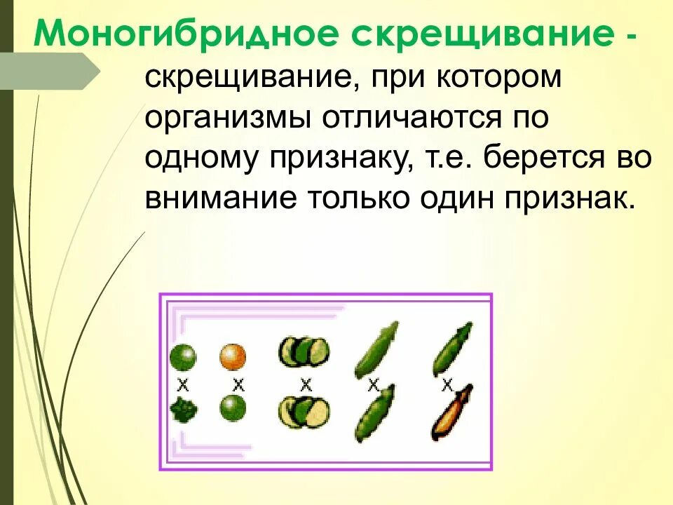 Моногибридное скрещивание гомозиготных особей. Моногибридное скрещивание презентация 10 класс. моногибридное скрещивание первый и второй. моногибридное скрещивание 2 поколения. моногибридное скрещивание это скрещивание при котором.