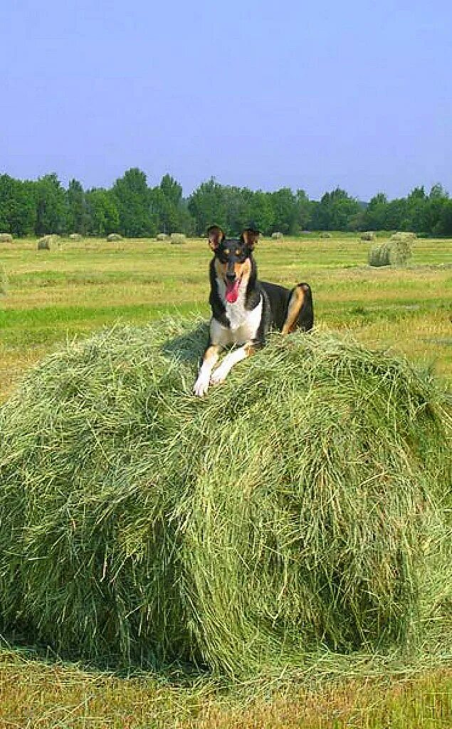 Сено. Собака на стоге сена. Фотосессия сено. Валяние в стоге сена.