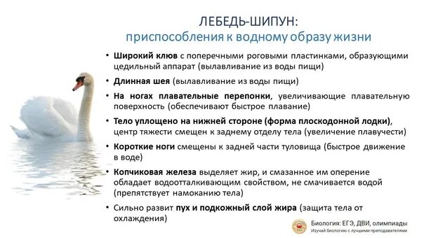 Приспособления к образу жизни птиц. Лебедь шипун ареал обитания. Приспособления птиц к водному образу жизни. Приспособление птиц к образу жизни. Адаптация водоплавающих птиц.