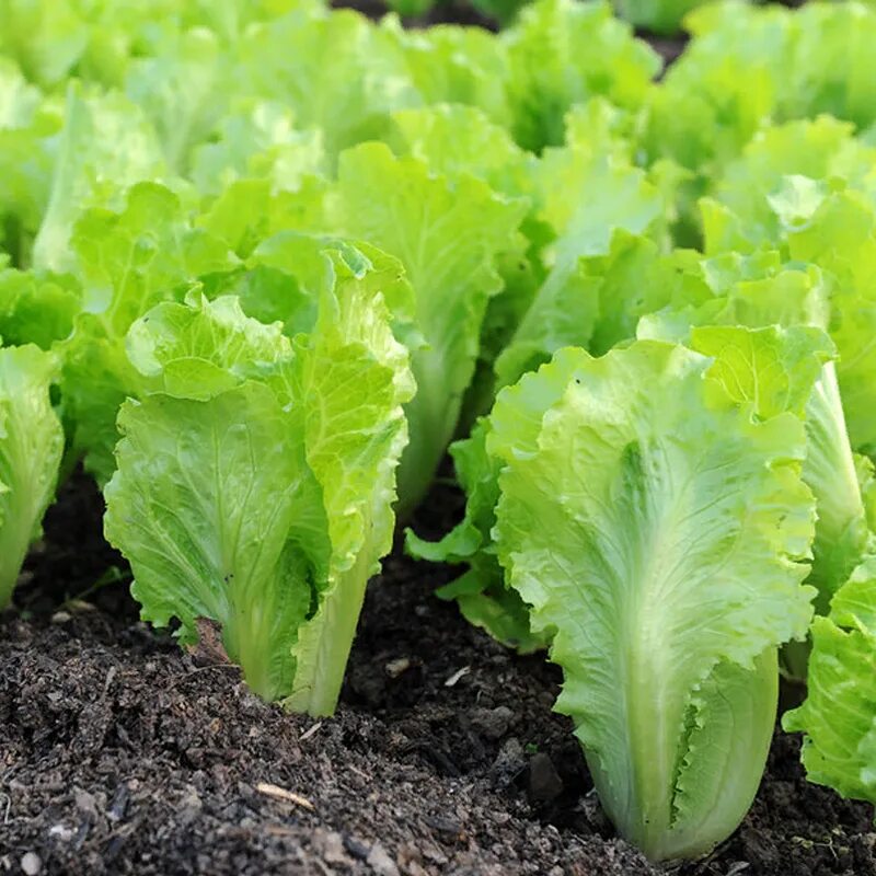 Салат богатырь. Как растет салат. Как понять что растет салат. Как выращивается салат. Выращивание салата в производстве.