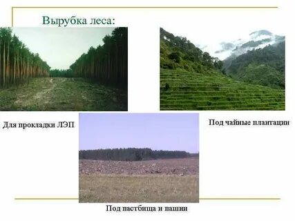 Где влажность выше над лесом или пашней