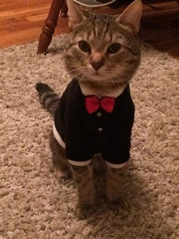 пиджак. кот в смокинге. кот в костюме мем. кот в костюме. кот в пиджаке.