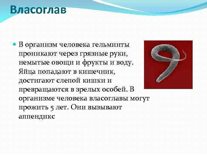 Органах чувств паразитических червей. Власоглав круглые черви. Черви у человека власоглав.