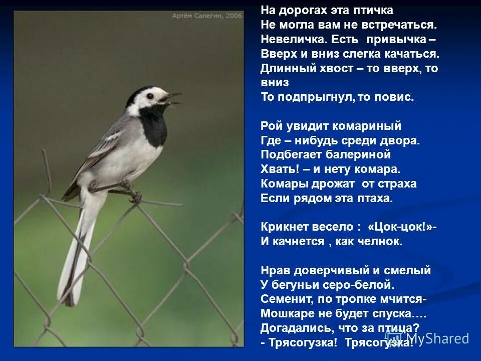 Почему птица стучит в окно. Трясогузка приметы. Трясогузка описание. Стих про трясогузку. Трясогузка интересные факты.