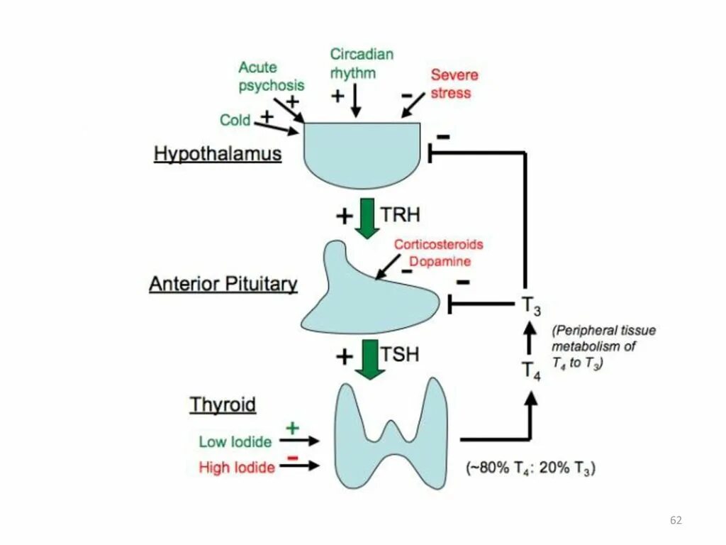 T3 t4 гормоны. Thyroid Gland Hormones. Гормоны щитовидной железы животных. Стресс и щитовидная железа. T 3 page