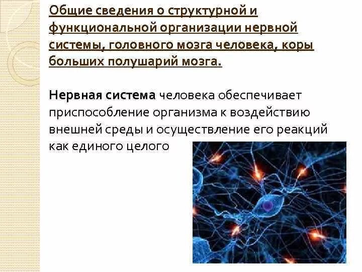 Функциональная организация организмов. Структуры функциональная организация нервной системы. Структурно-функциональная организация нерва. Структурно функциональные принципы организации нервной системы. Уровни организации нервной системы.