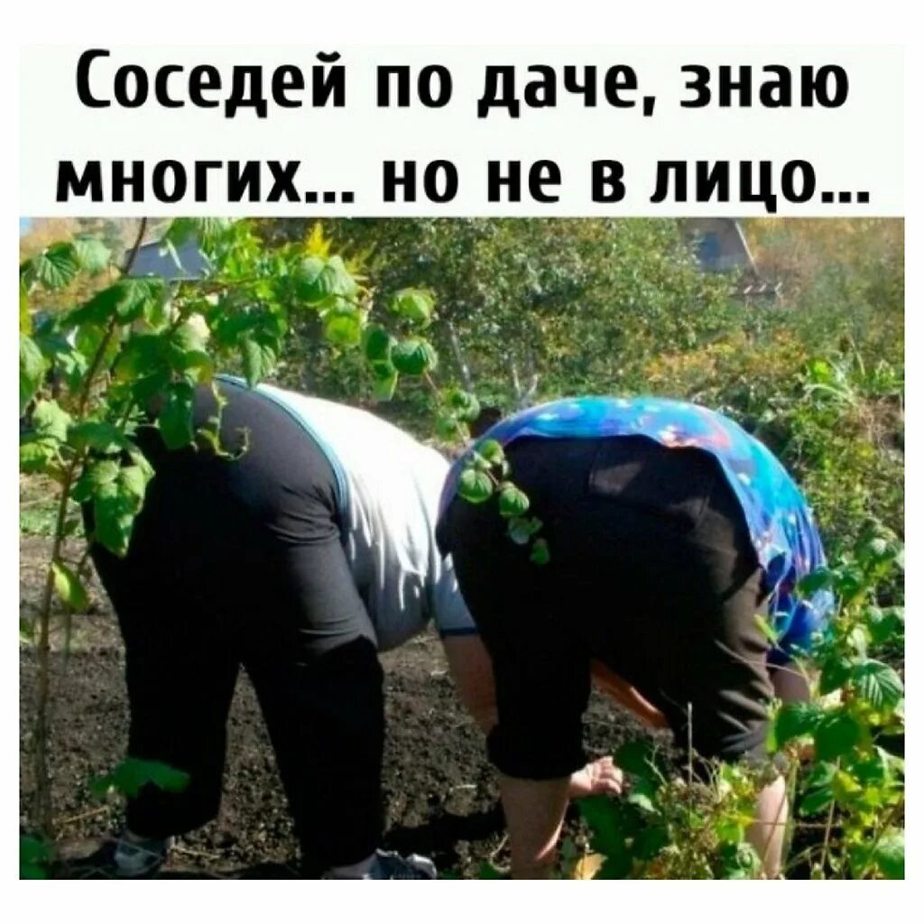 Дачник карикатура. Садовод карикатура. Дача карикатура. Смешное про огород. Открытка про дачу и огород прикольные.