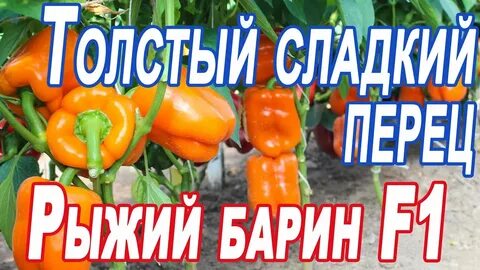 Перец барин