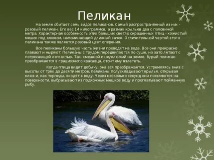 Пеликан обитает