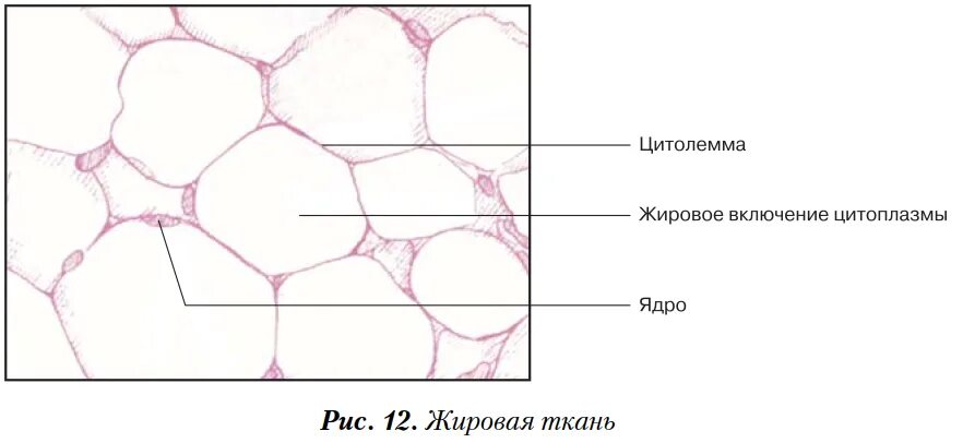 Жировая ткань как выглядит рисунок Основы гистологии.Ткани Прочее Презентации СУЗ