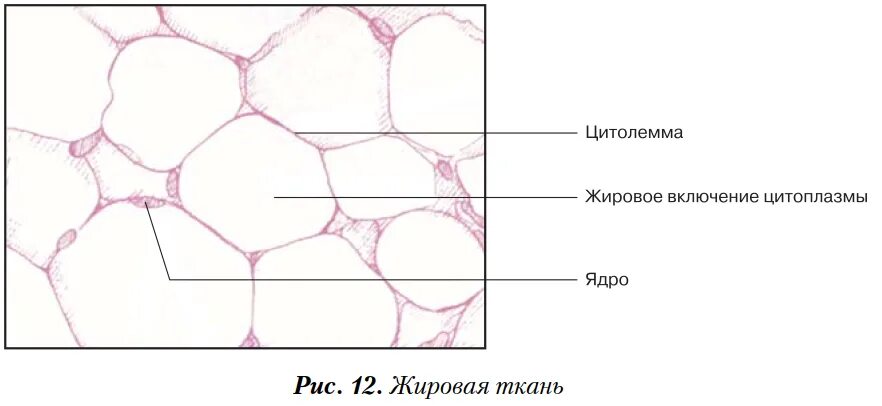 Жировая ткань строение гистология. Жировая ткань гистология рисунок. Гистологическое строение жировой ткани. Белая жировая ткань строение гистология.