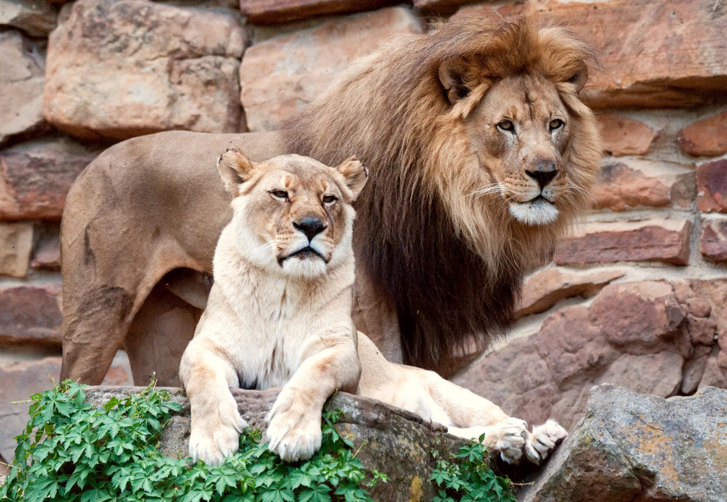 Кто такой лев я. Panthera leo. калининградский зоопарк лев. кто такой лев. лев по горизонтали.