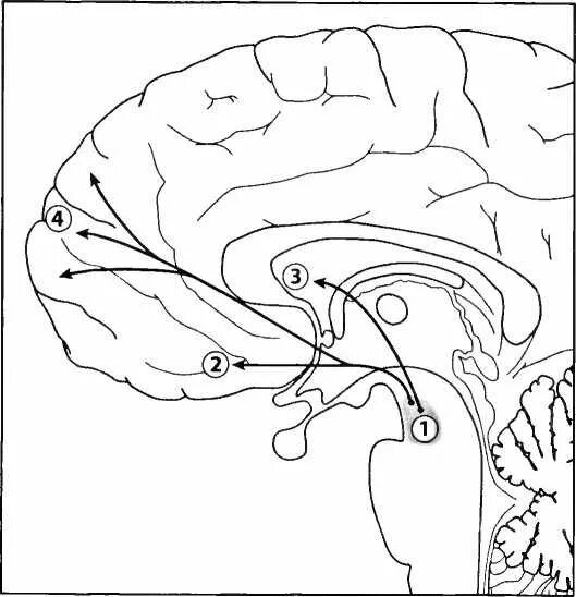 Схема долей коры головного мозга. От матки до альцгеймера дик свааб книга. Мозг раскраска. Книга глобальный мозг. Дик свааб мы это наш мозг.