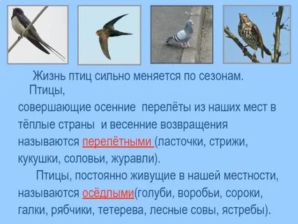 Ласточки и стрижи сходства
