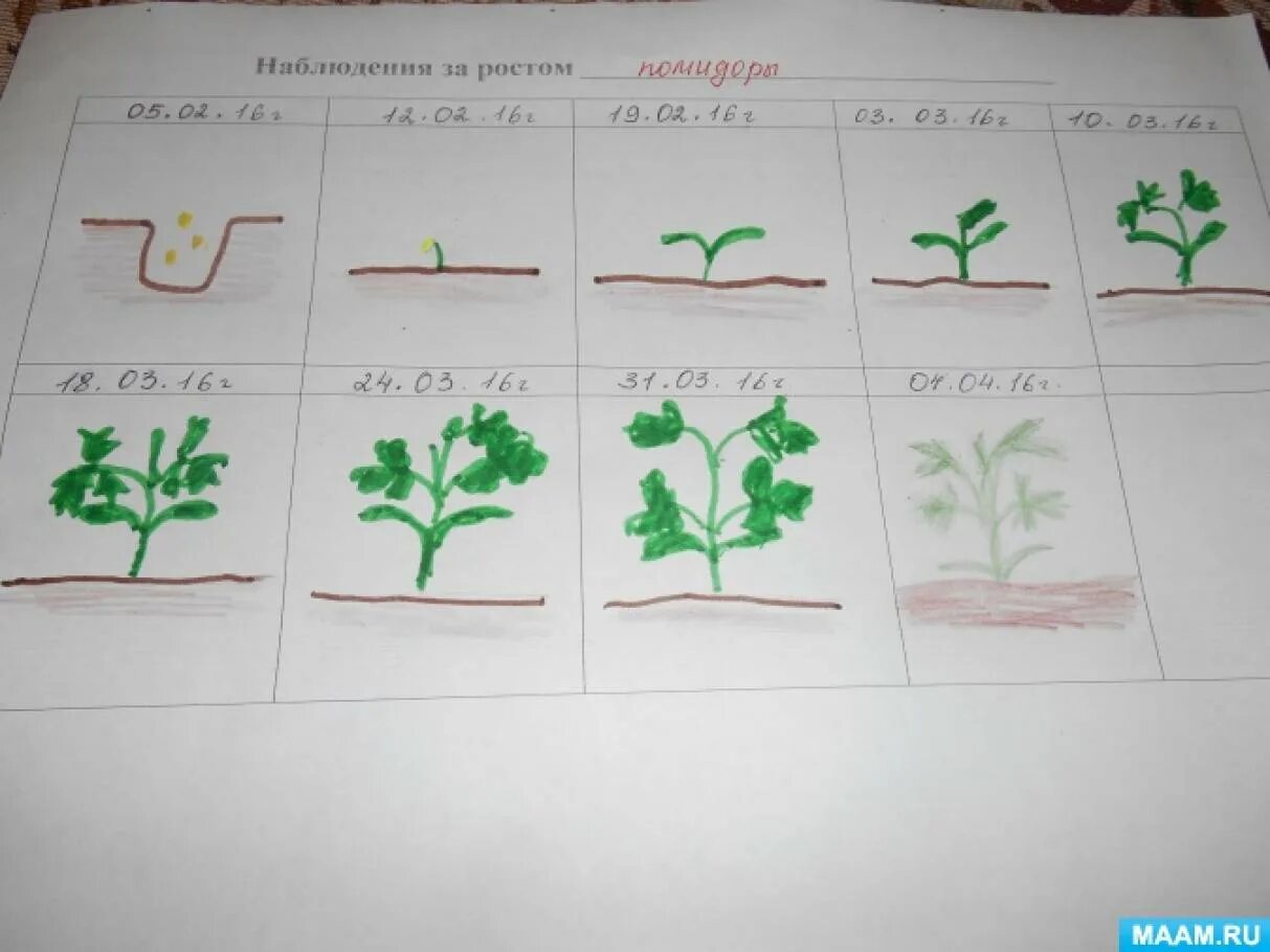 Наблюдения на огороде старшая группа. Дневник наблюдение за помидорами. Наблюдение за растениями. Схемы роста растений для детского сада. Наблюдение за ростом помидора в детском.