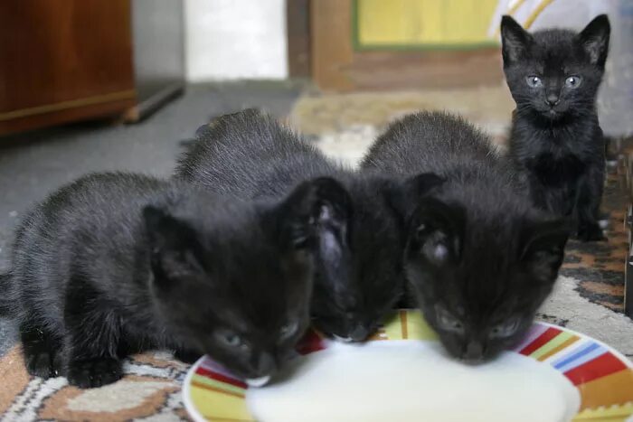 Черный котенок. Черные коты много. Черные котята много. Три чёрных котёнка. Какие черные котята есть