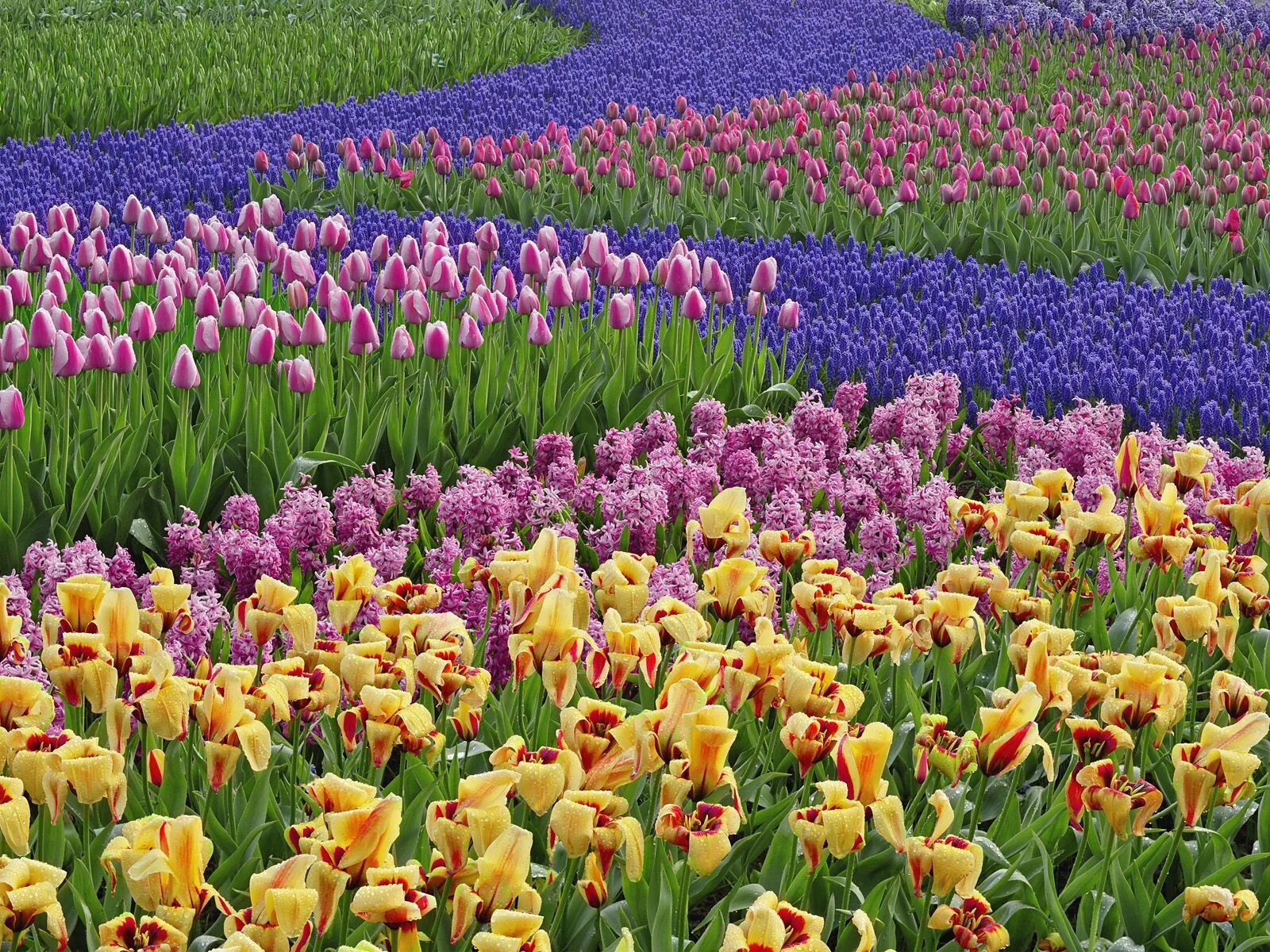 Парк тюльпан Голландия река мускари. Тюльпаны гиацинты нарциссы. Цветочное поле. Поляна цветов. Много цветов в природе