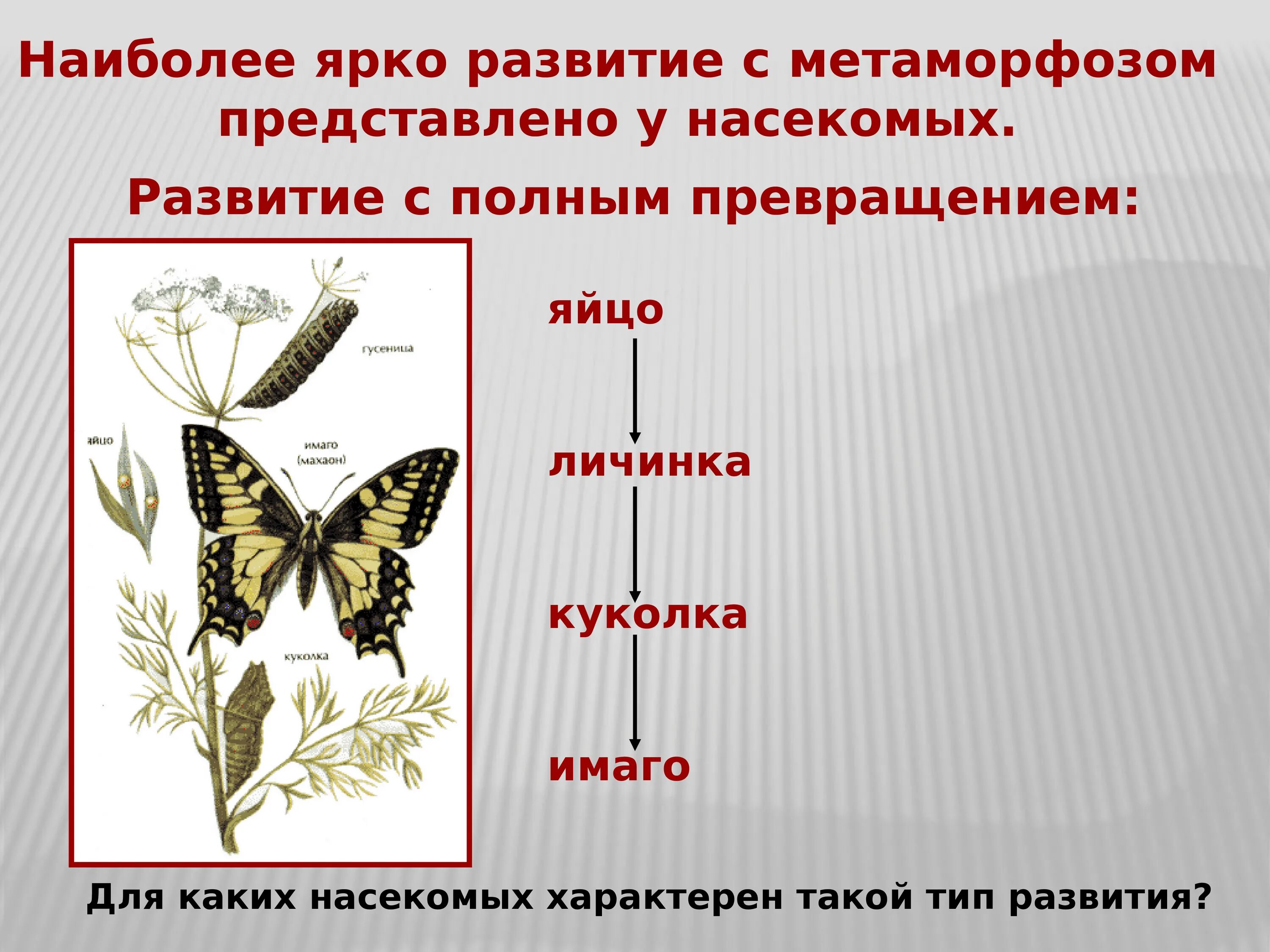 Какой тип характерен для медведицы. Развитие с полным превращением. Насекомые с полным превращением. Развитие с полным превращением характерно для. Развитие с полным превращением характерно для каких насекомых.