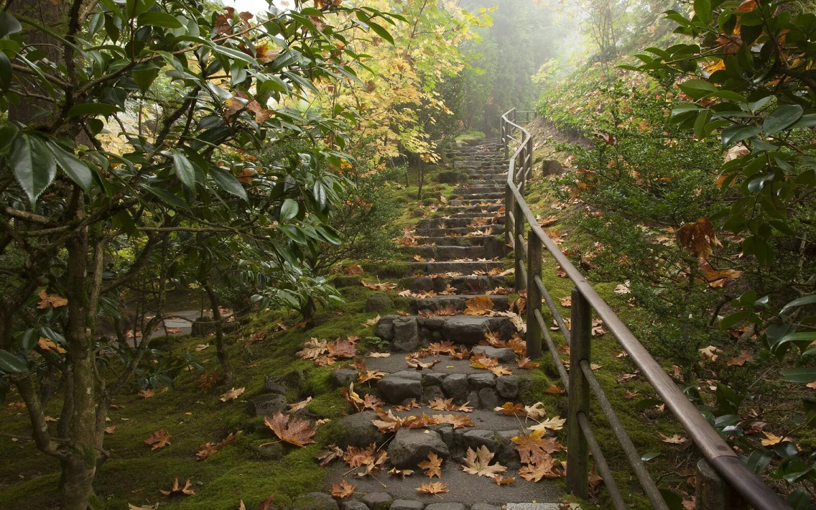 Pathed. Pathed. Деревянный мост в горах. Игра pathfinder wrath of the righteous. Тельдрассил в битва за азерот.