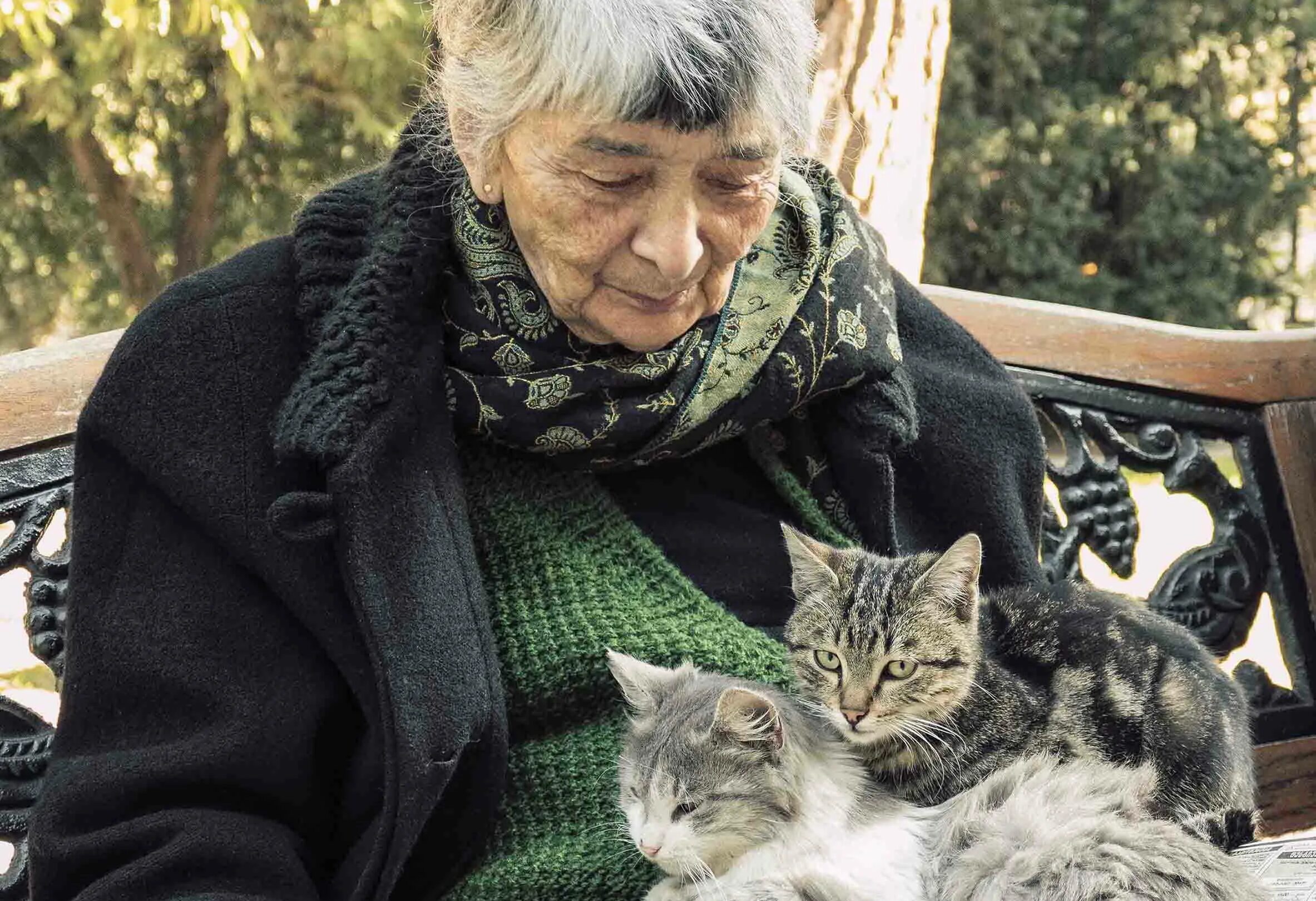 Женщина кормит кошек. Бабушка с котом. Пожилая женщина с котом. Пенсионеры с котами. Старушка с котами.