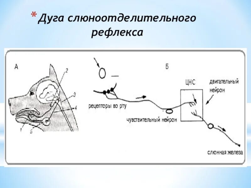 Схема безусловного слюноотделительного рефлекса. Схема условного рефлекса слюноотделения. Безусловный слюноотделительный рефлекс. Схема дуги условного слюноотделительного рефлекса.