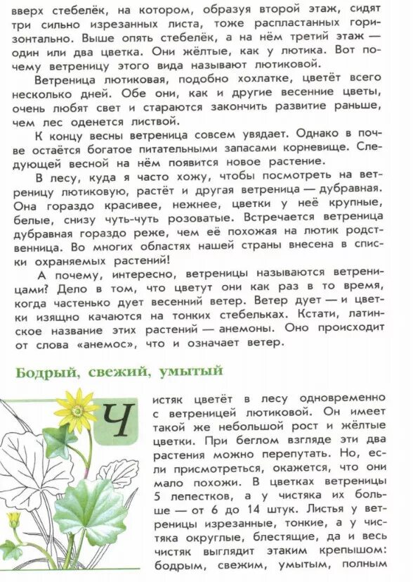 Виды растений зеленые страницы окружающий мир. Зеленый страницы 3 класса растения. Зелёные страницы цветы. Цикорий зеленые страницы плешаков. Зеленый страницы 3 класса растения.