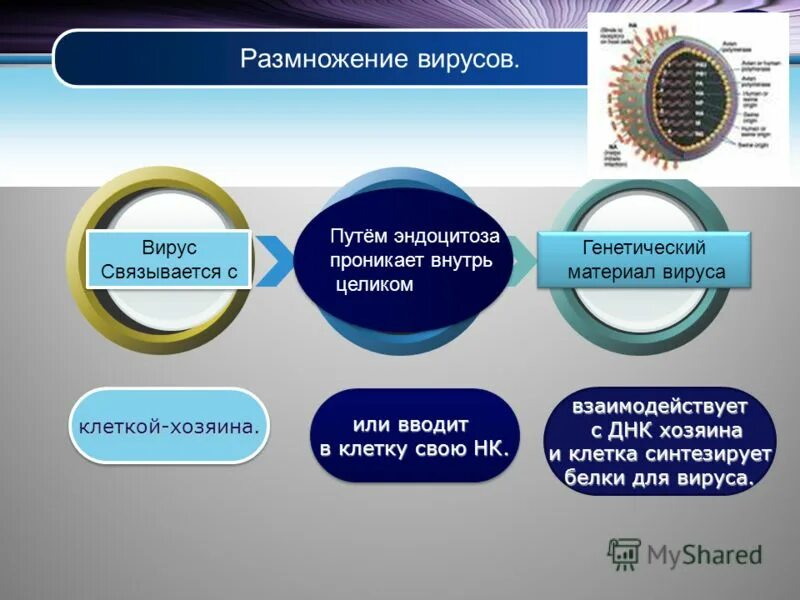 Жизнь без вирусов. Размножение вирусов. Вирусы размножаются. Генетический материал вирусов. Наследственный материал вирусов.